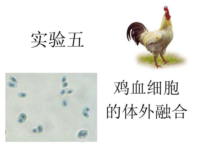 鸡血细胞融合1ppt