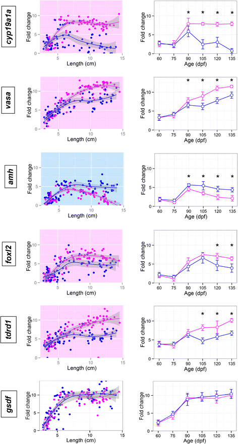 analysis at the onset of sex differentiation in turbot
