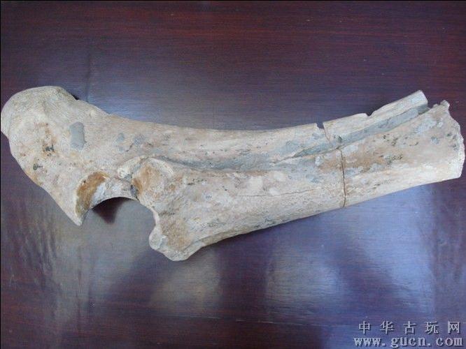 罕见龙骨化石