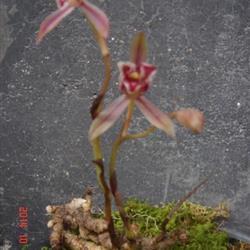 无叶兰,三芯蝶 - 中国兰花交易网