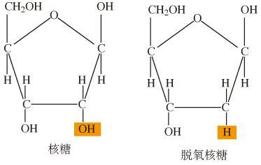 图4-1核糖与脱氧核糖