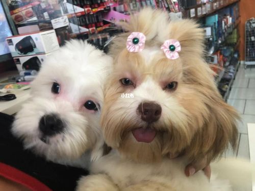 西施犬_西施_宠物_我家的宠物超可爱_宠物_狗
