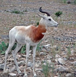 鹿瞪羚的简笔画