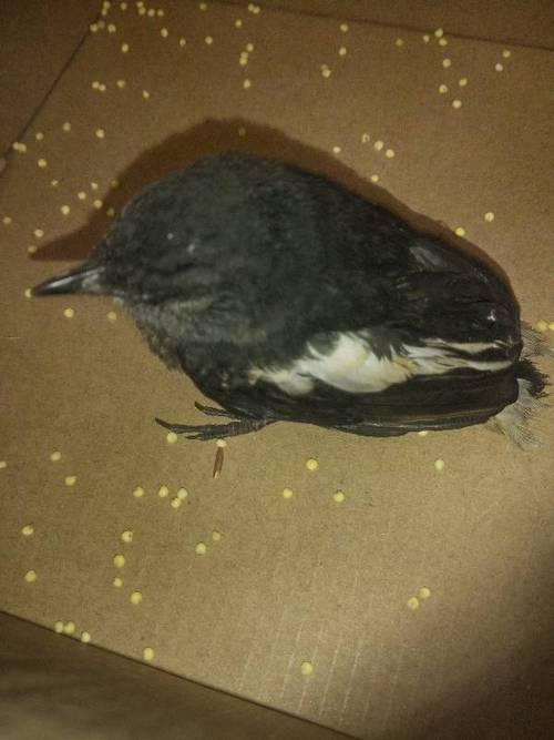 我捡了只喜鹊,它吃什么