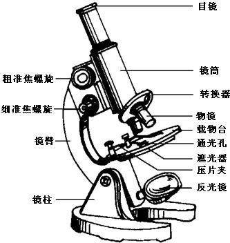 初中生物 题目详情 2光学显微镜的使用步骤 a取镜和安放①右手