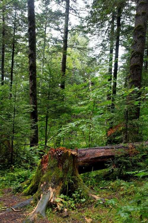 悠悠长白山_风景_poco摄影,长白山,森林