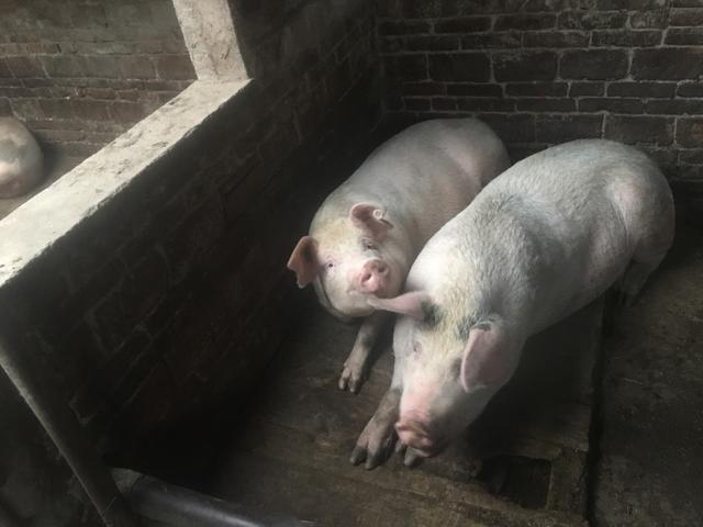 谁说养猪赚钱,现在农村都在倒贴!农民哭了以后再也不养了!