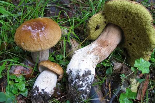 美味牛肝菌的功效与作用及食用禁忌