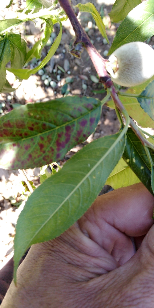 浮山县:注意预防桃树褐斑病