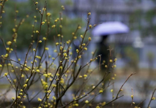 阳春三月黄昏第一场春雨