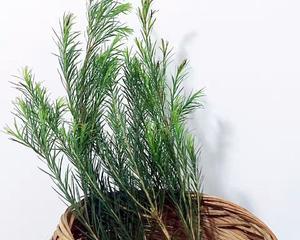 拯救痘油肌之澳洲茶树纯露