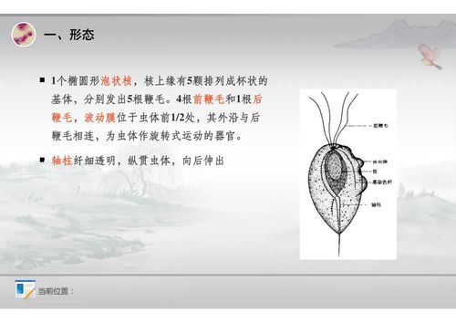 007阴道毛滴虫ppt1.pdf