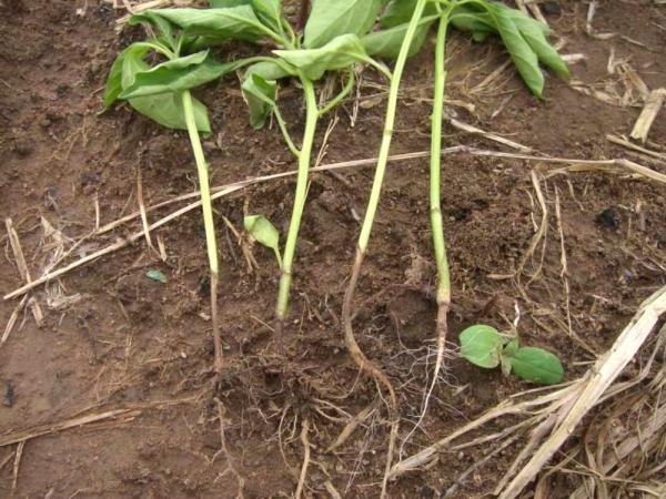 贵州省辣椒专班发布辣椒苗期管理提示 确保