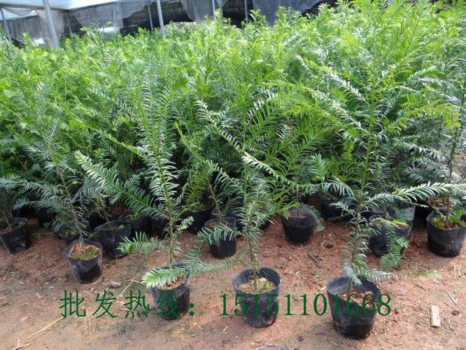 基地直销正宗南方红豆杉 红豆杉盆栽苗 红豆杉树苗 带营养杯发货