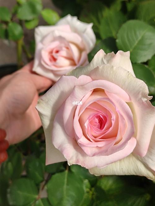 品种白荔枝月季直立性好特别香