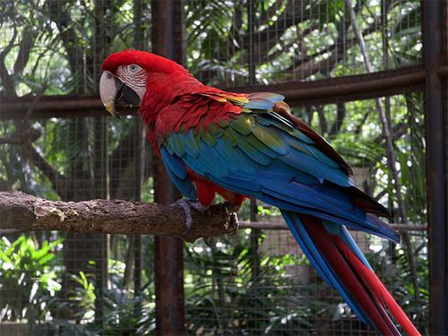 金刚鹦鹉图片素材