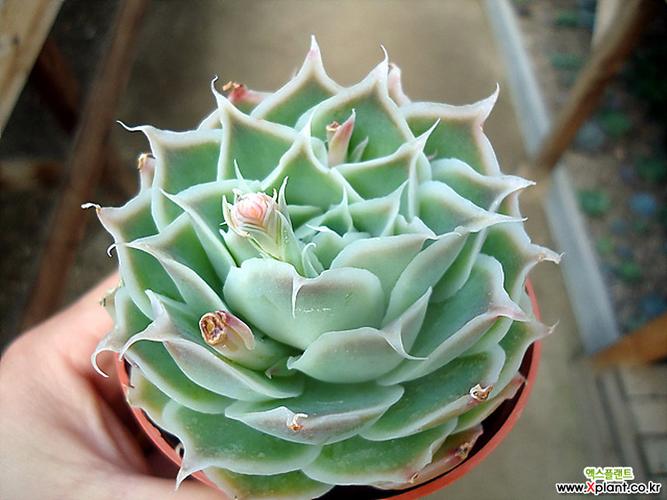 蓝丝绒 多肉植物