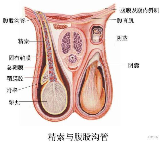 附睾的介绍