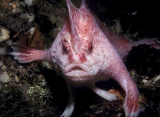 长相超滑稽的海洋鱼类,长得这么逗,笑翻了!