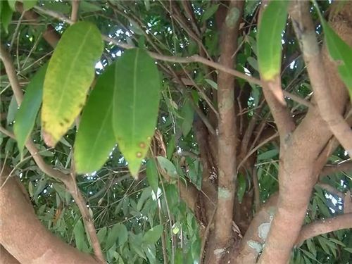 铁刀木和铁力木是同一种树吗?答案当然是no!