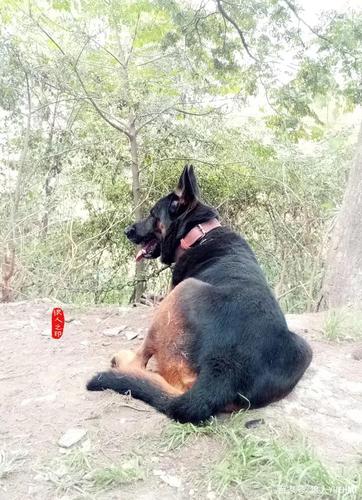 昆明犬黑背系"大"字血系第4代种公犬——大杰