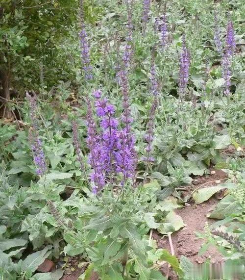 农村有种癞蛤蟆草长得丑味道苦但用处挺大见到记得带回家3