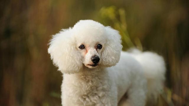 比熊vs白色贵宾犬,你能分得清吗?