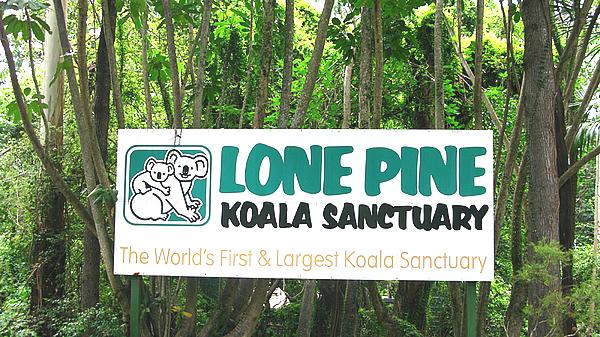 澳大利亚之行(二)布里斯班---lone pine考拉保护区