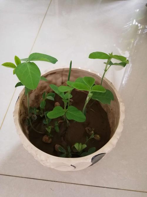 水培植物生长记