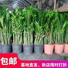 金钱树办公室盆栽室内盆景花卉客厅大绿植物钱串子招财发财树