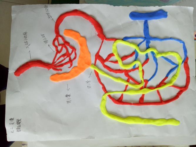 学生自制学具"肾单位"