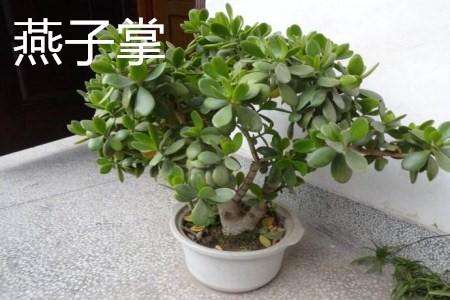 1,燕子掌:大多数人说它和玉树都有毒性,但也有人认为这种说法是错误