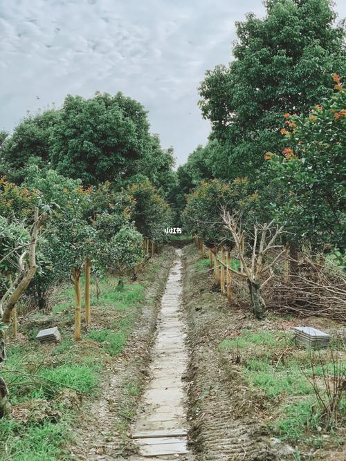 小时候梦想就是拥有一大片枇杷林_枇杷_采摘_唐栖枇杷