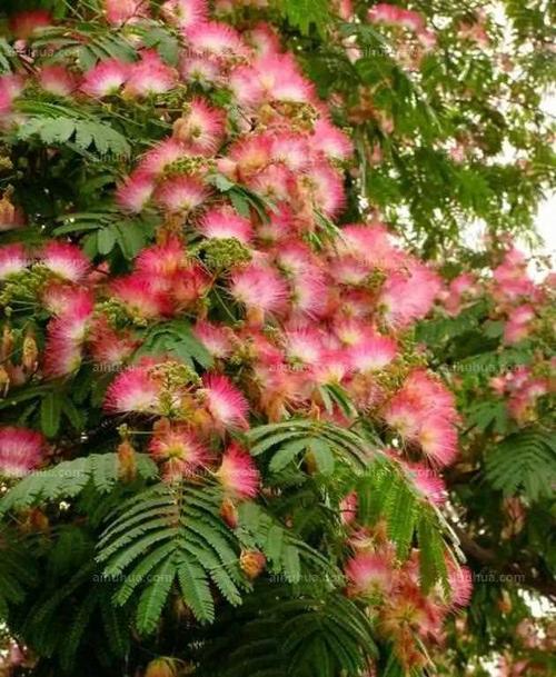 盆栽知识 合欢花又叫绒花树,是一种大型树木,可庭院地栽,最高可长3-4