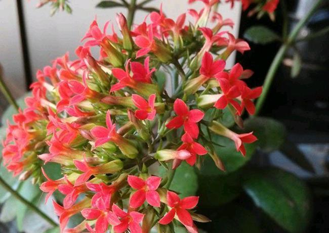 小满后养大叶凤尾长寿花,按照4步走,叶片大开花多