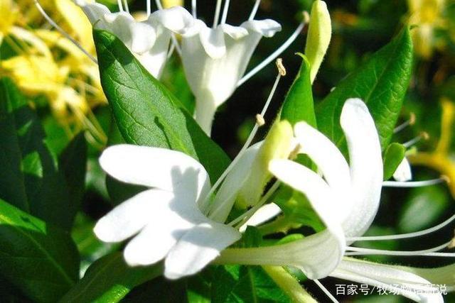 解热功效:金银花能促进肾上腺皮质激素的释放,对炎症有明显抑制作用