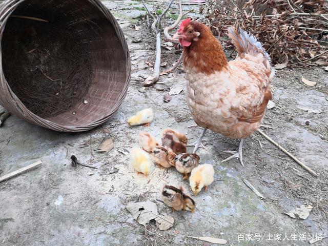 怎样孵小鸡(农村如何孵小鸡?注意7点就能成功)