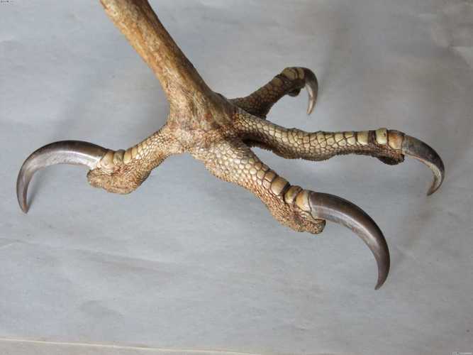  p>鹰爪,指鹰的爪子;比喻爪牙,走狗. /p>