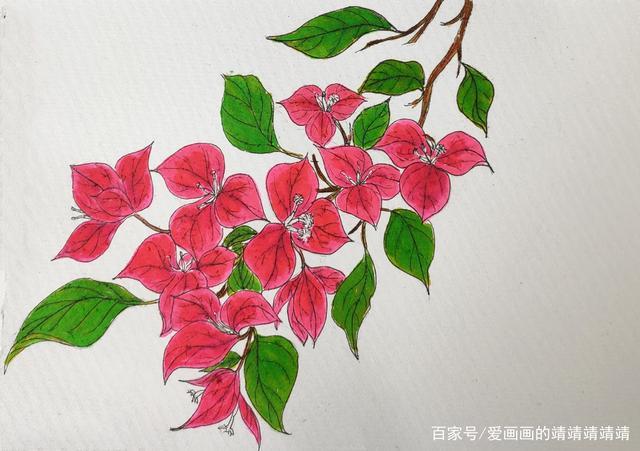 花卉手绘,用水彩笔画一枝美丽的三角梅