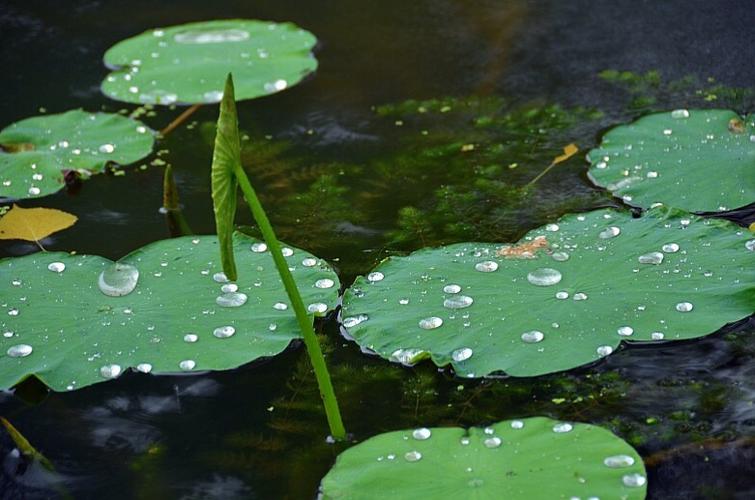 初之秋雨