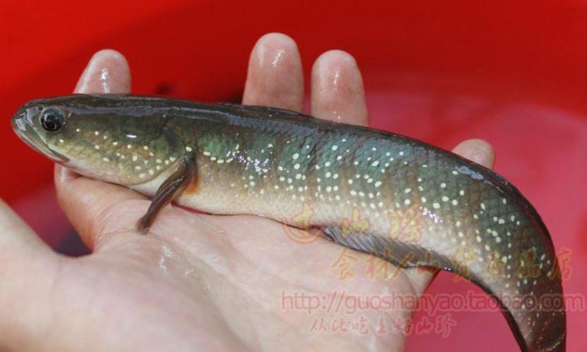 推荐野生山斑鱼雷龙花星鱼洋公鱼鱼点秤