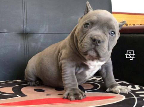 美国恶霸犬 美国恶霸犬百科 狗狗选购 买狗常识 正文