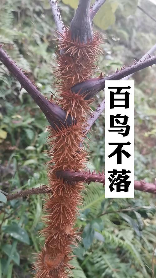 百鸟不落你们那土话叫它什么