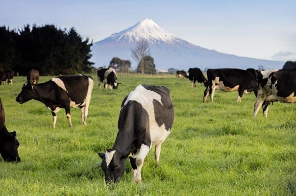 新西兰高培臻爱草饲奶粉双专利水解蛋白工艺 更多营养更好吸收