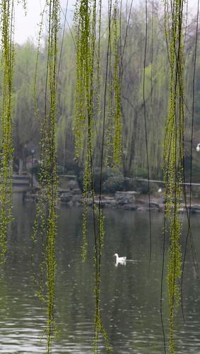 郑州雨中赏春图