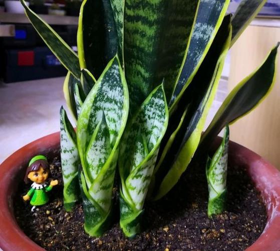 3月养虎皮兰,常用1种液肥,盆中不断冒新芽