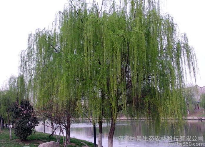 供应肥西苗木销售