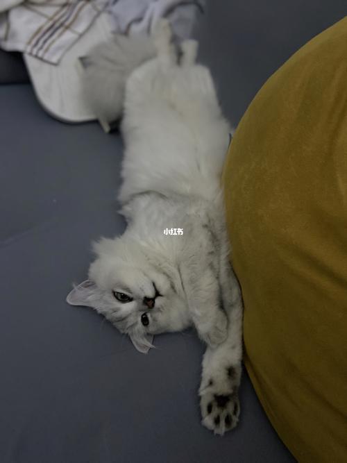 生无可恋土匪猫#_融湖时代花园自由行热门攻略_猫咪_猫咪日常_宠物_猫
