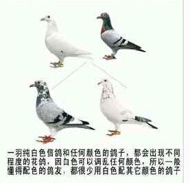 灰色公鸽子和白色母鸽子配对会孵出什么样羽毛的鸽子