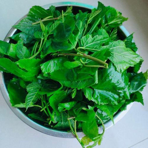 清炒桑树叶by 雨中漫步_krsjpx 原料:桑树叶,蒜末